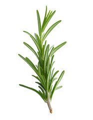 Obraz premium Close up of a fresh rosemary sprig, isolated on a transparent background, ready to enhance culinary visuals