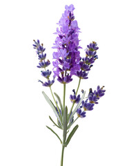 Beautiful sprig of lavender flowers growing on transparent background, ready to be used in your projects