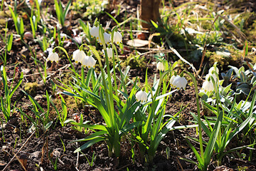 Delicate flowers snowdrops in spring garden. Spring arrival concept and beautiful floral greeting card. Abstract floral background, banner for screen or template for design, selective focus.