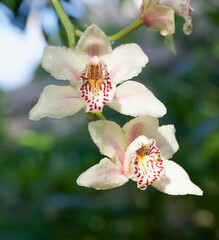 Beautiful close-up of cymbidium flowers