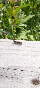 Cricket sunbathing, in the middle of nature
