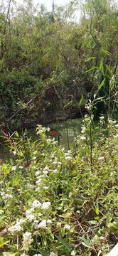 Beautiful Monarch Butterfly in the wild