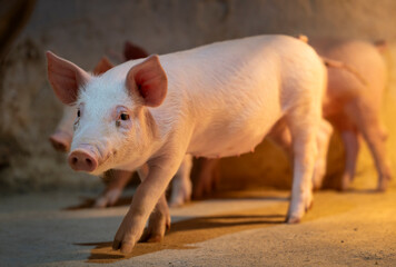 Piglet exploring its surroundings in barn with heating lights