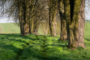 Fototapeta premium The Hidden Path of Ponidzie: Between Mossy Trunks and Emerald Grass, Spring Awakens in Silence. This image invites the viewer into a quiet moment of early spring. Explore Świetokrzyskie Voideship