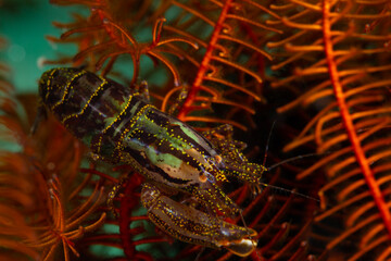 Crinoid Snapping Shrimp (Synalpheus stimpsoni) lives underneath Crinoids. Underwater macro photography from Anilao, Philippines