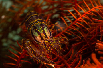 Crinoid Snapping Shrimp (Synalpheus stimpsoni) lives underneath Crinoids. Underwater macro photography from Anilao, Philippines