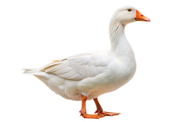Fototapeta premium white-domestic-goose isolated on white background PNG, AI GENERATED