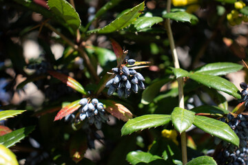Oregon Grape ripening dusty blue-black berries