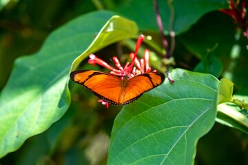 Orange tropical Brazilian butterfly in selective focus