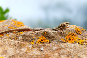 Eidechse auf der Mauer und auf der Lauer