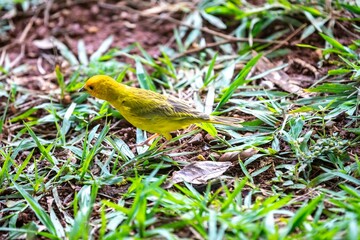 Typical Brazilian tropical land canary, yellow canary bird