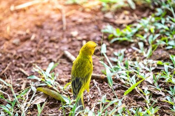 Typical Brazilian tropical land canary, yellow canary bird