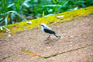 Small tropical bird Fluvicola nengeta known as masked waterbird