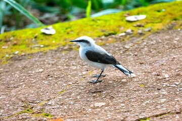 Small tropical bird Fluvicola nengeta known as masked waterbird