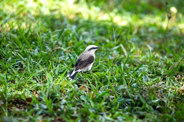 Small tropical bird Fluvicola nengeta known as masked waterbird