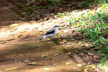 Small tropical bird Fluvicola nengeta known as masked waterbird