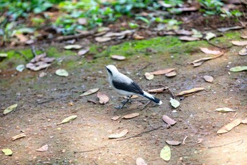 Small tropical bird Fluvicola nengeta known as masked waterbird