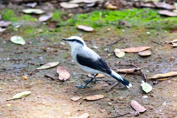 Small tropical bird Fluvicola nengeta known as masked waterbird