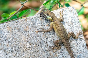 Small Brazilian tropical lizard feeding on a spider in a natural biological control.predation