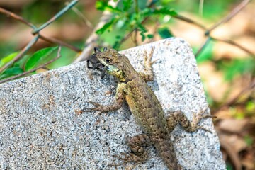 Small Brazilian tropical lizard feeding on a spider in a natural biological control.predation