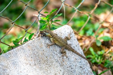Small Brazilian tropical lizard feeding on a spider in a natural biological control.predation