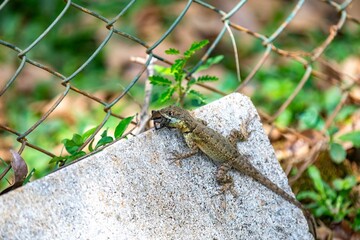 Small Brazilian tropical lizard feeding on a spider in a natural biological control.predation