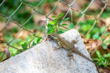 Small Brazilian tropical lizard feeding on a spider in a natural biological control.predation