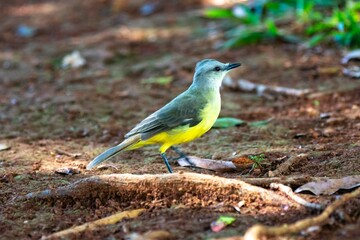 Typical Brazilian tropical land canary, yellow canary bird