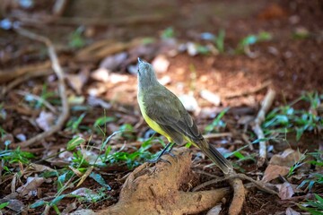 Typical Brazilian tropical land canary, yellow canary bird