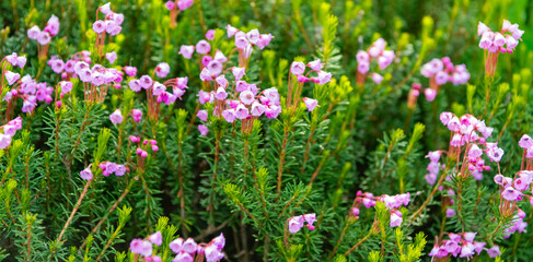 Mountain heather blossom. Pink mountain heather meadow flower. Meadow with wildflower of mountain heather flower in nature. Summer nature. Flowering plant. Flower of phyllodoce empetriformis