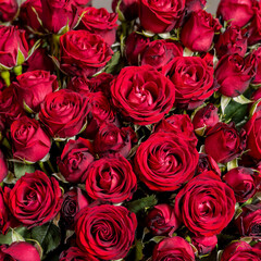 Obraz premium red rose buds background texture