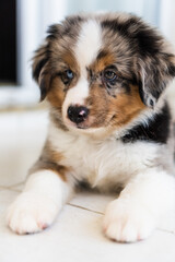 Miniature American Shepherd puppy at home. 2 months old. Blue merle with heterochromia