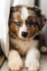 Miniature American Shepherd puppy at home. 2 months old. Blue merle with heterochromia