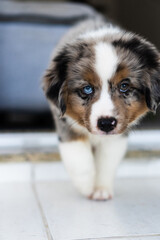 Miniature American Shepherd puppy at home. 2 months old. Blue merle with heterochromia