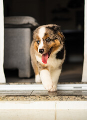 Miniature American Shepherd puppy at home. 2 months old. Blue merle with heterochromia