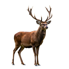 Obraz premium buck deer isolated with clipping path 