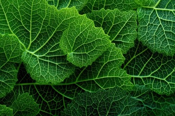Obraz premium Close-up of vibrant green leaves showcasing intricate vein patterns in a lush, organic arrangement, ideal for backgrounds and natural texture designs.