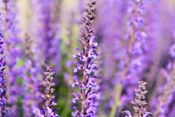 Field of lavender. Lavender flower in summer. France Provence field. Purple lavender bloom in nature. Composition of nature. Summer blooming flower. Blooming flower field. Summer nature