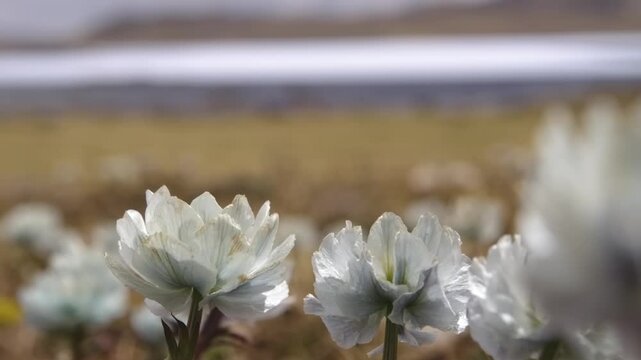 Close-up 4K video of white tulips gently swaying in the wind in a meadow at Arabel Plateau, Kyrgyzstan.
