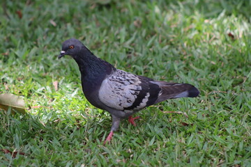 Rock Pigeon