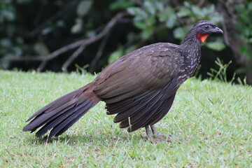 Dusky-legged Guan