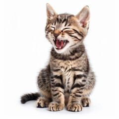 Obraz premium A adorable kitten is smiling with its mouth open. A cute, small, striped kitten with a delightful expression on its face