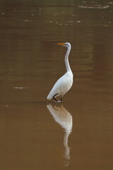 Medium Egret