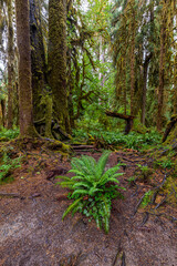 Hoh Rain Forest in the Olympic National Park, WA