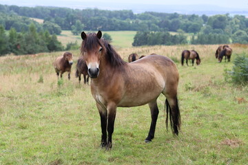 Obraz premium Large group of wild Exmoor ponies in a meadow