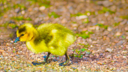 Early Spring Gosling-Fuzzy, Yellow, Adorable, New Spring Life Baby Youngling Fledgling Walking on Sandy Lakeshore-spring, easter, new life, goslings (filtered photo w/texture)