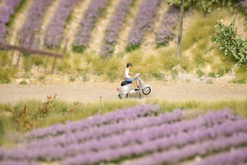 Frau f&auml;hrt mit Roller an Lavendelfeldern vorbei