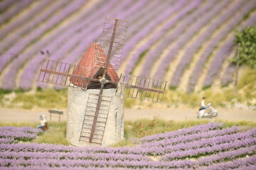 Windm&uuml;hle mit Lavendelfeld in Frankreich