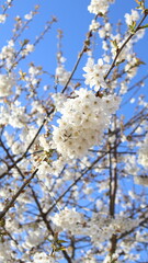 Cherry Blossom White with Blue Sky Background