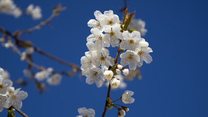 Cherry Blossom White with Blue Sky Background